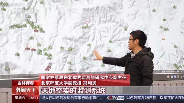 捕食了73号东北豹的“肇事虎”已被锁定! 捕食了73号东北豹的“肇事虎”已被锁定!