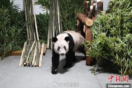 欢迎回家！2023年17只旅外大熊猫回国