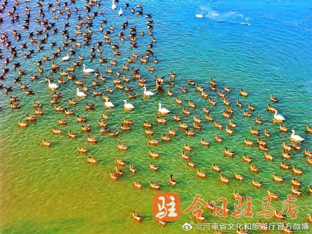 壮观！数万只大雁云集宿鸭湖