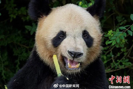 欢迎回家！2023年17只旅外大熊猫回国