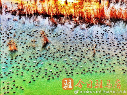 壮观！数万只大雁云集宿鸭湖