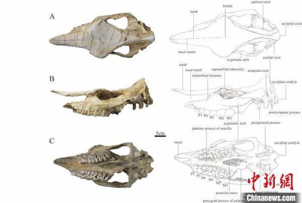 这件1700万年前化石的发现 撩开了巨獠犀的神秘面纱 这件1700万年前化石的发现 撩开了巨獠犀的神秘面纱