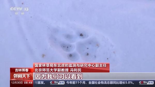 捕食了73号东北豹的“肇事虎”已被锁定! 捕食了73号东北豹的“肇事虎”已被锁定!