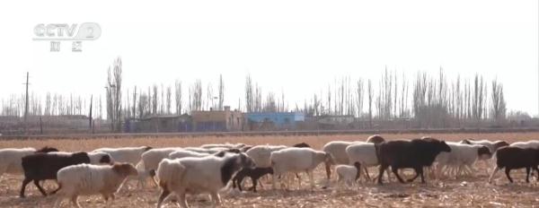 多地农作物喜迎丰收 特色产业激发乡村振兴“新引擎”