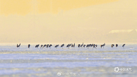 冬日灵动！北京官厅水库鹤舞冰湖