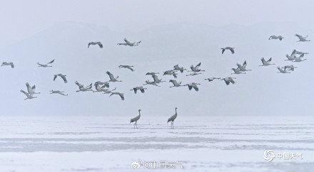 冬日灵动！北京官厅水库鹤舞冰湖