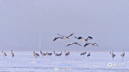 冬日灵动！北京官厅水库鹤舞冰湖