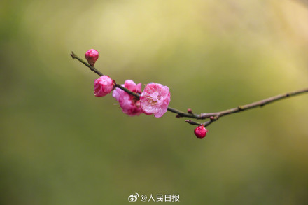 美！冬日梅花清冷感绝了