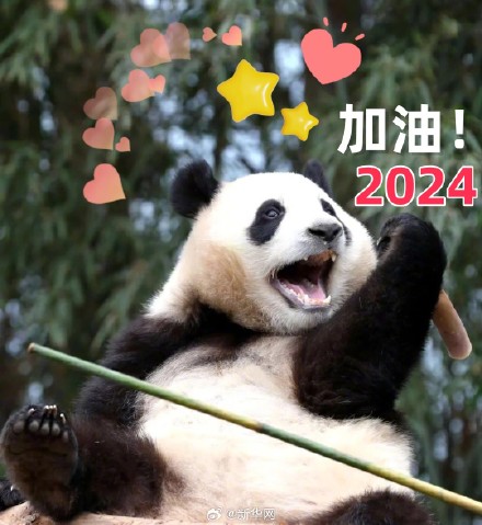 转发收藏！2024熊猫新年表情包