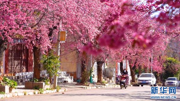 洱海源头 冬樱盛放