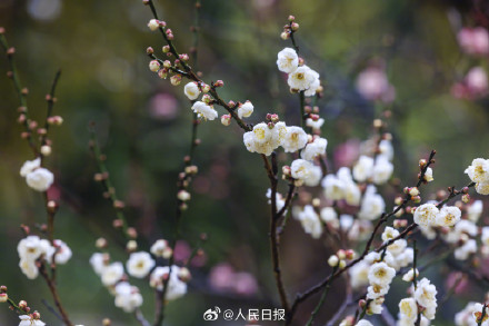 美！冬日梅花清冷感绝了