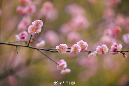 美！冬日梅花清冷感绝了