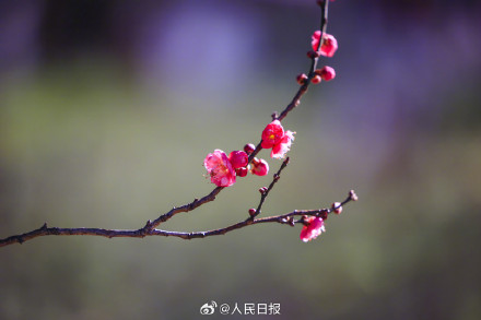 美！冬日梅花清冷感绝了