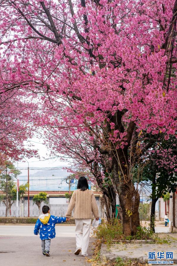 洱海源头 冬樱盛放
