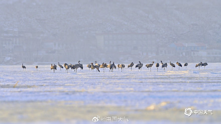 冬日灵动！北京官厅水库鹤舞冰湖