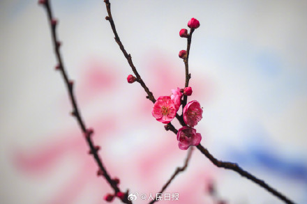 美！冬日梅花清冷感绝了