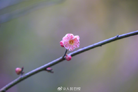 美！冬日梅花清冷感绝了
