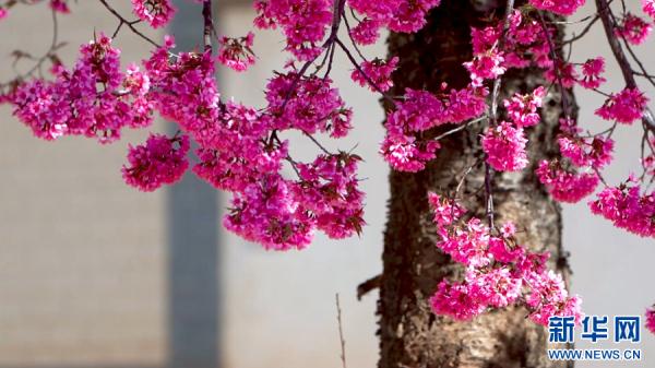 洱海源头 冬樱盛放