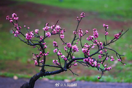 美！冬日梅花清冷感绝了