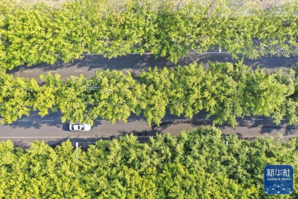 绿城冬日 绿城冬日