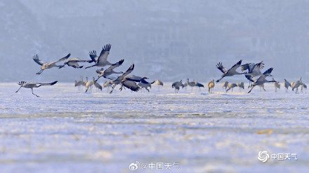 冬日灵动！北京官厅水库鹤舞冰湖
