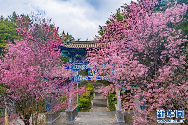 洱海源头 冬樱盛放