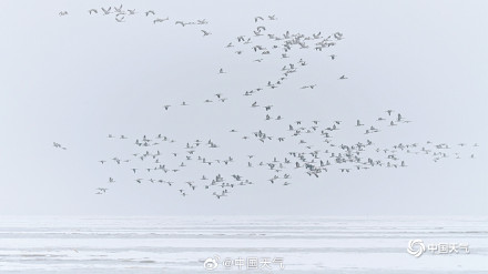 冬日灵动！北京官厅水库鹤舞冰湖