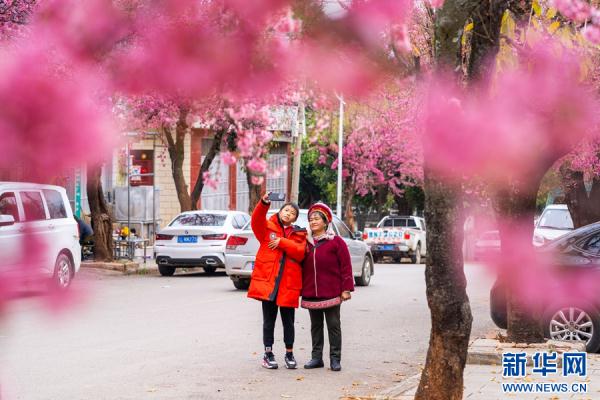 洱海源头 冬樱盛放