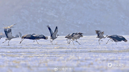 冬日灵动！北京官厅水库鹤舞冰湖