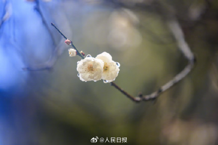 美！冬日梅花清冷感绝了