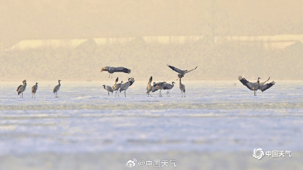 冬日灵动！北京官厅水库鹤舞冰湖