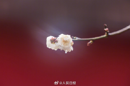 美！冬日梅花清冷感绝了
