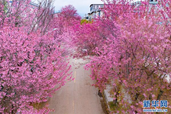 洱海源头 冬樱盛放