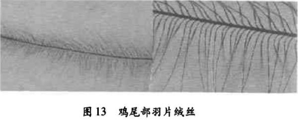 羽绒服有鸭绒、鹅绒，为什么没有“鸡绒”？