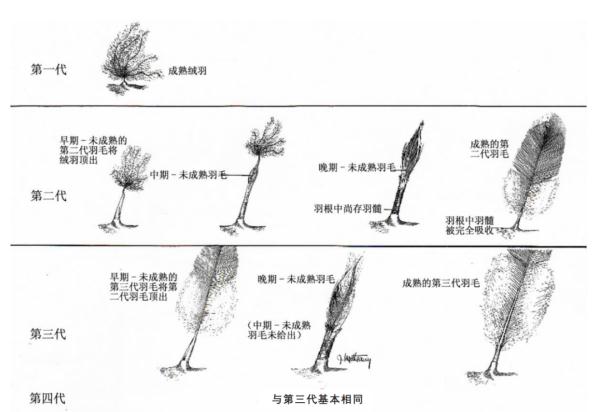 羽绒服有鸭绒、鹅绒，为什么没有“鸡绒”？