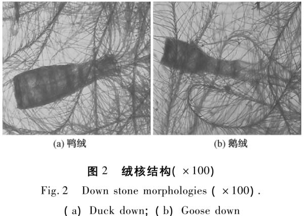 羽绒服有鸭绒、鹅绒，为什么没有“鸡绒”？