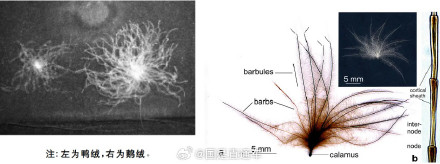鸡的绒毛为何做不了羽绒服