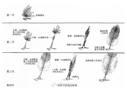 鸡的绒毛为何做不了羽绒服