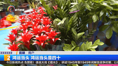 鸿运当头、发财树、金钱树...新年喜庆绿植,你买了吗? 鸿运当头、发财树、金钱树...新年喜庆绿植,你买了吗?