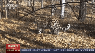 真实上演虎猎杀豹，非常罕见！“肇事者”已被锁定！