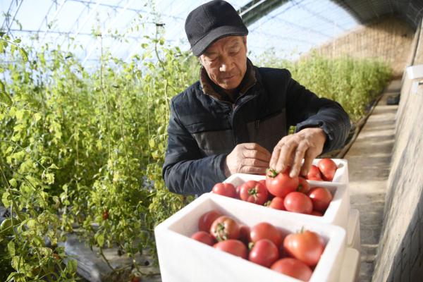 宁夏平罗“水果西红柿”喜获丰收