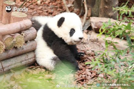 熊猫一秒变芝麻汤圆，愿你新年福气滚滚来！