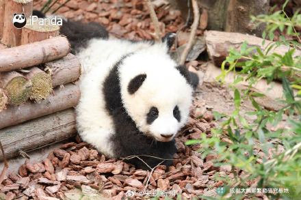 熊猫一秒变芝麻汤圆，愿你新年福气滚滚来！