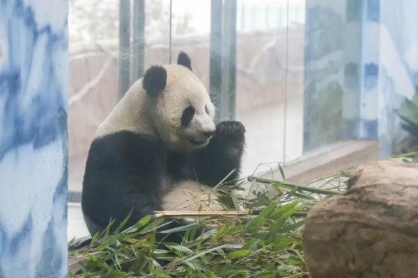 四只大熊猫首次亮相重庆永川乐和乐都室内活动场 四只大熊猫首次亮相重庆永川乐和乐都室内活动场