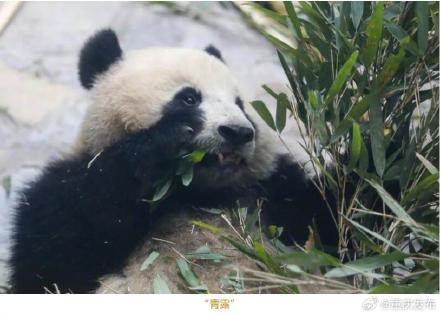 好可爱！永川四只大熊猫首次亮相