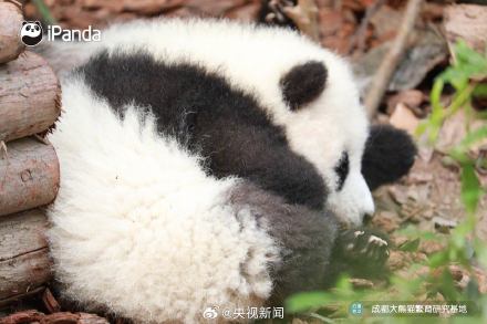 熊猫一秒变芝麻汤圆，愿你新年福气滚滚来！