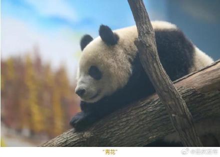 好可爱！永川四只大熊猫首次亮相