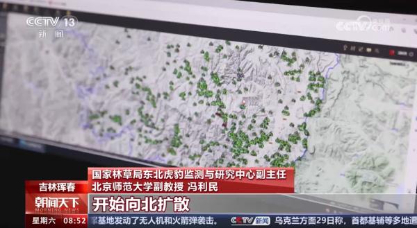 真实上演虎猎杀豹，非常罕见！“肇事者”已被锁定！