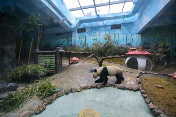 四只大熊猫首次亮相重庆永川乐和乐都室内活动场 四只大熊猫首次亮相重庆永川乐和乐都室内活动场