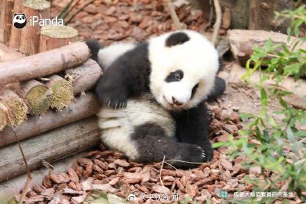 熊猫一秒变芝麻汤圆，愿你新年福气滚滚来！